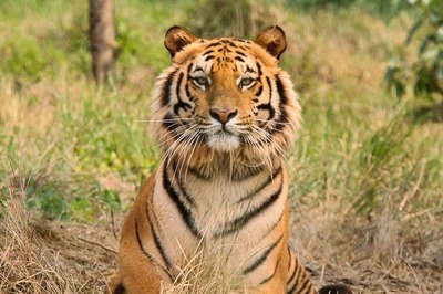 52 Tigers Dead in First Four Months of 2023, Highest Number in Last Three Years, Shows Data