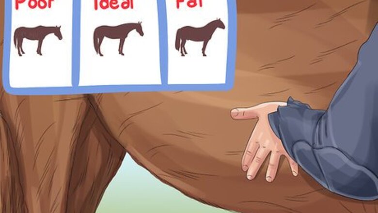 How to Monitor a Horse's Weight in Winter