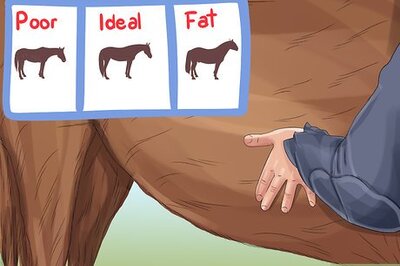 How to Monitor a Horse's Weight in Winter