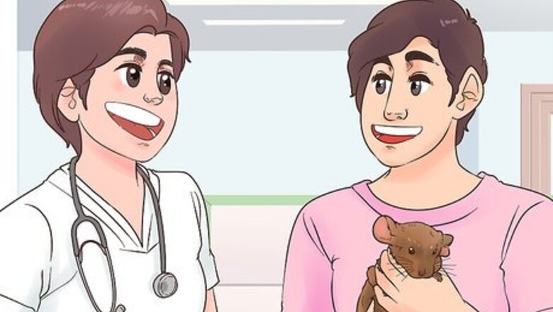 How to Keep Multiple Chinchillas