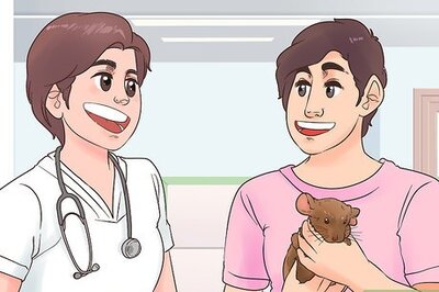 How to Keep Multiple Chinchillas