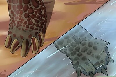 How to Tell the Difference Between a Tortoise, Terrapin and Turtle