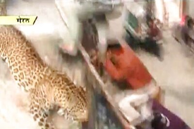 Leopard finally captured by forest department in Meerut