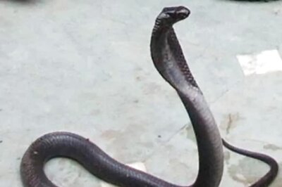 Snakes Might Be the Source of New Coronavirus, Says Report