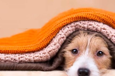 5 Tips For Keeping Pets Warm And Healthy During The Winter