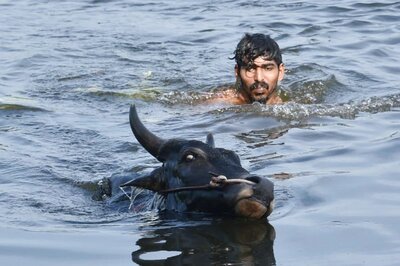 Tamil Nadu: Bulls, Their Owners & Tamers Undergo Stringent Training for 2023 Jallikattu Tournament