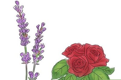 How to Make a Rose and Lavender Perfume