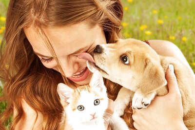 Festive Season with Your Pets: Fun and Safe Ways to Include Them in the Festivities