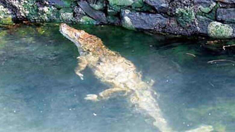 Depressed Thai woman feeds herself to crocodiles
