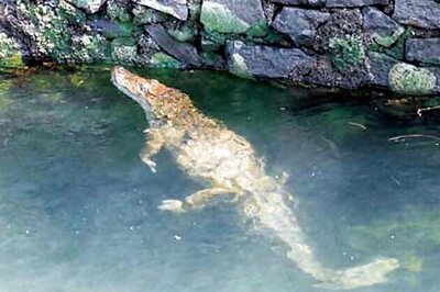 Depressed Thai woman feeds herself to crocodiles