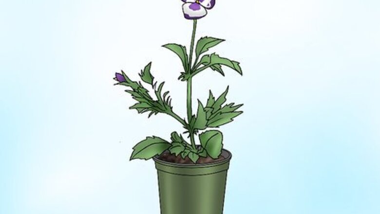 How to Make Pansies Bloom Again