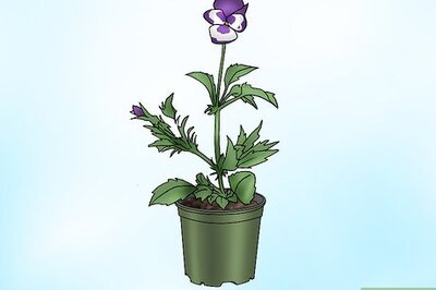 How to Make Pansies Bloom Again