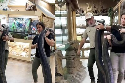 In Spine-Chilling Video, Zookeepers Casually Carry Giant Pythons On Shoulders