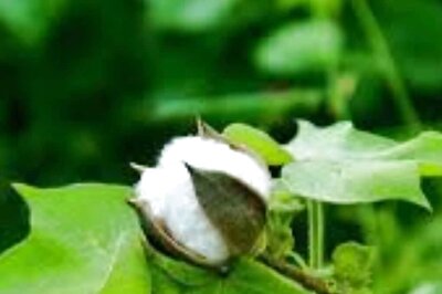 In Telangana's Peddapur, Boom In Cotton Business Due To Bio-fertilisers