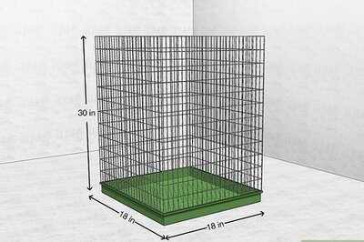 How to Care for a Ferret