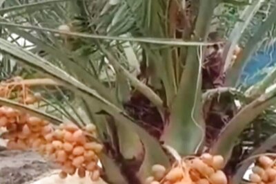 This Bengal Farmer Earns A Living By Selling Arabian Dates Harvested In His Field