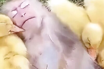 IFS Officer's Video of Little Monkey Chilling With Ducklings Will Cure Your Monday Blues