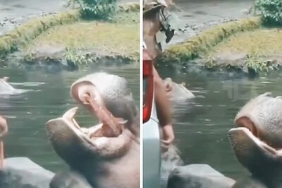 Watch: Man Throws Plastic Bag Into Hippo’s Mouth At Indonesia Safari Park, Internet Upset