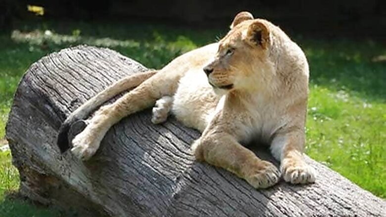 India to start destroying stockpile of illegal wildlife items