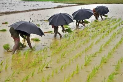 Foodgrain Output Seen at 140.57 Million Tonne in Fiscal Year 2020 on Monsoon Boost