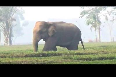 Assam Team To Visit Bangladesh For Bringing Back Stranded Elephant