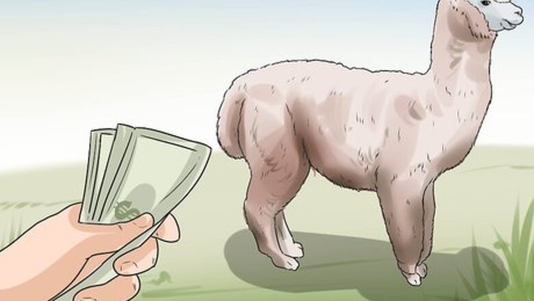 How to Breed Alpacas