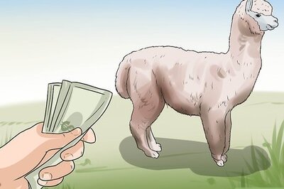 How to Breed Alpacas