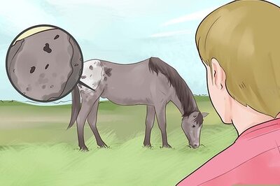 How to Identify an Appaloosa Horse