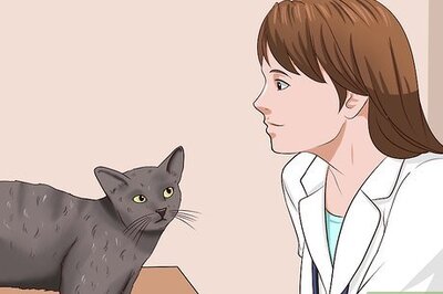 How to Clean Your Cat When He Can't Do It Himself