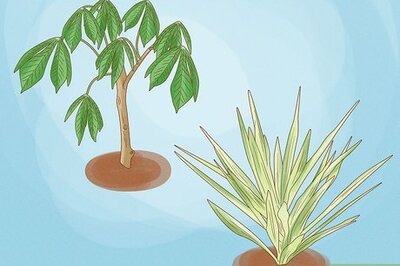 Are Cassava and Yucca the Same Thing? Your Questions, Answered.