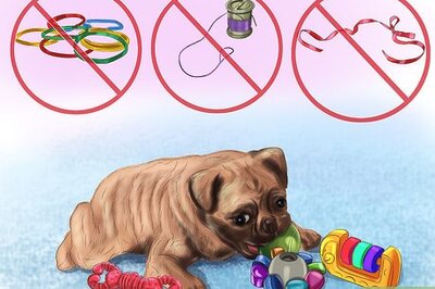 How to Select Safe Dog Toys