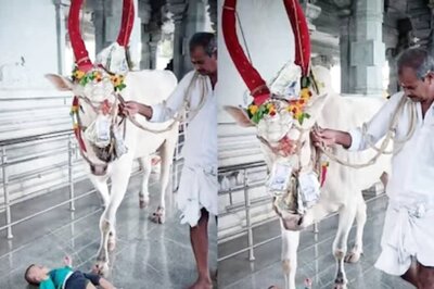 Cow Walks Over Newborn At Karnataka Temple As Part Of A Tradition