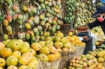 Bangladesh PM Sheikh Hasina Sends One Metric Tonne of Mangoes as Gift to Kovind, Modi