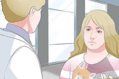 How to Diagnose Keratitis in Cats