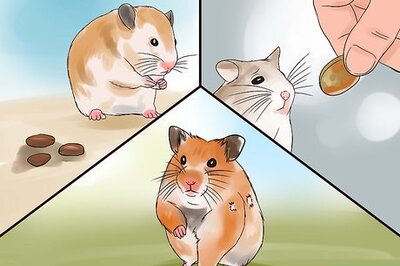 How to Treat Your Sick Hamster
