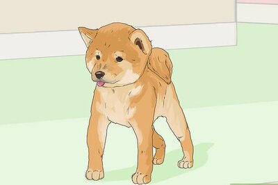 How to Train a Shiba Inu