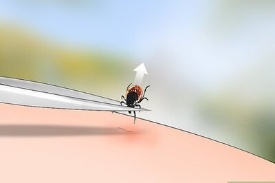 How to Identify a Deer Tick