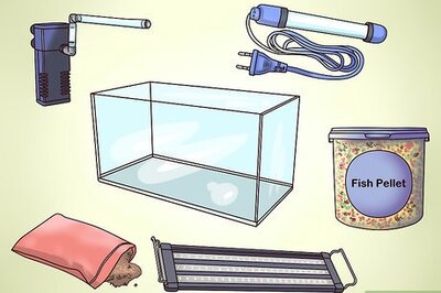 How to Take Care of Your Carnival Goldfish