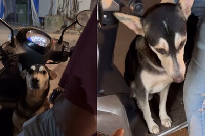 Why Should Humans Have All The Fun? This Dog Enjoys Night Life In Goa