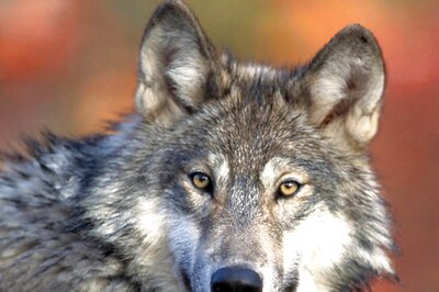 Bahraich Terror: Are Wolves Man-Eaters? Why Do They Target Children? Forest Officer Explains