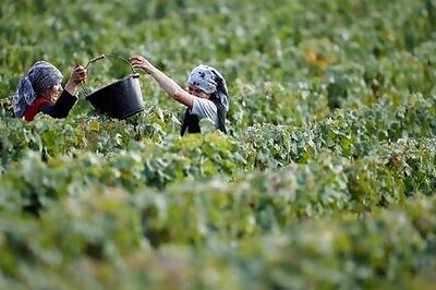 Champagne makers agree harvest cut after coronavirus slump