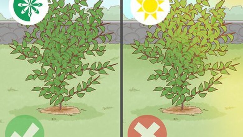 How to Air Layer a Tree