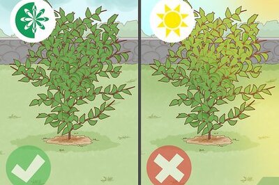 How to Air Layer a Tree