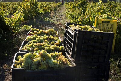 S Africa Winemakers on Quest For Quality And Prestige
