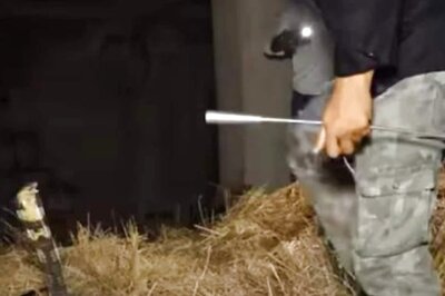 Watch: Popular YouTuber Rescues Two Deadly King Cobras In Odisha