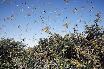 Locust Control Operations Done in 1,32,777 Hectare in Many States Since April 11: Govt