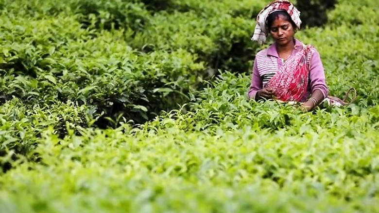 Why Women are Less Responsible for Greenhouse Gas Emissions Than Men