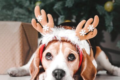 Trendy Fashion Tips To Get Your Pet Ready For Christmas And New Year Celebrations