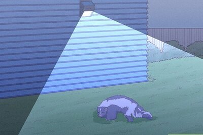 How to Get Rid of Skunks