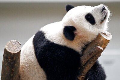 Second Giant Panda Cub Born In Malaysia